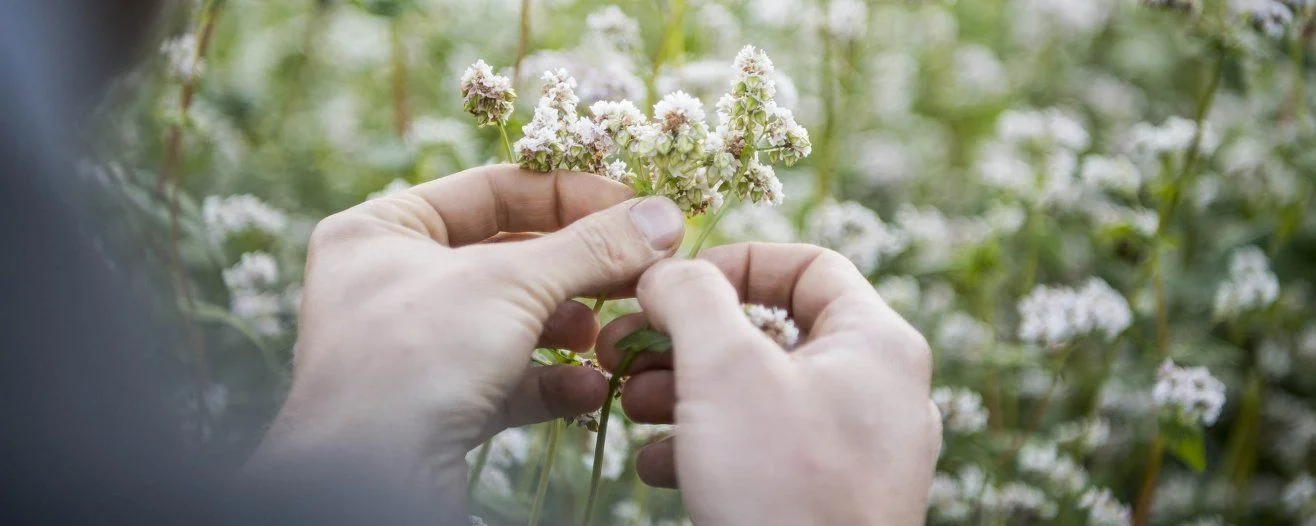 Hands gently hold delicate clusters of small white flowers amidst a lush green background, evoking a serene natural setting