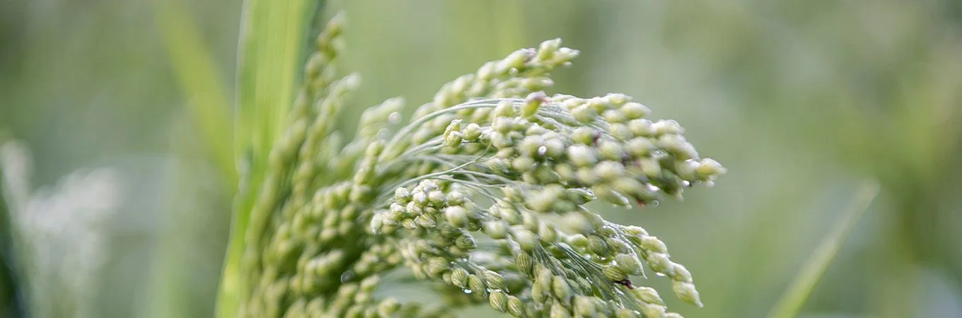 Close-up of dew-kissed millet grain heads swaying gently in a lush, green field. Soft focus background enhances the detail