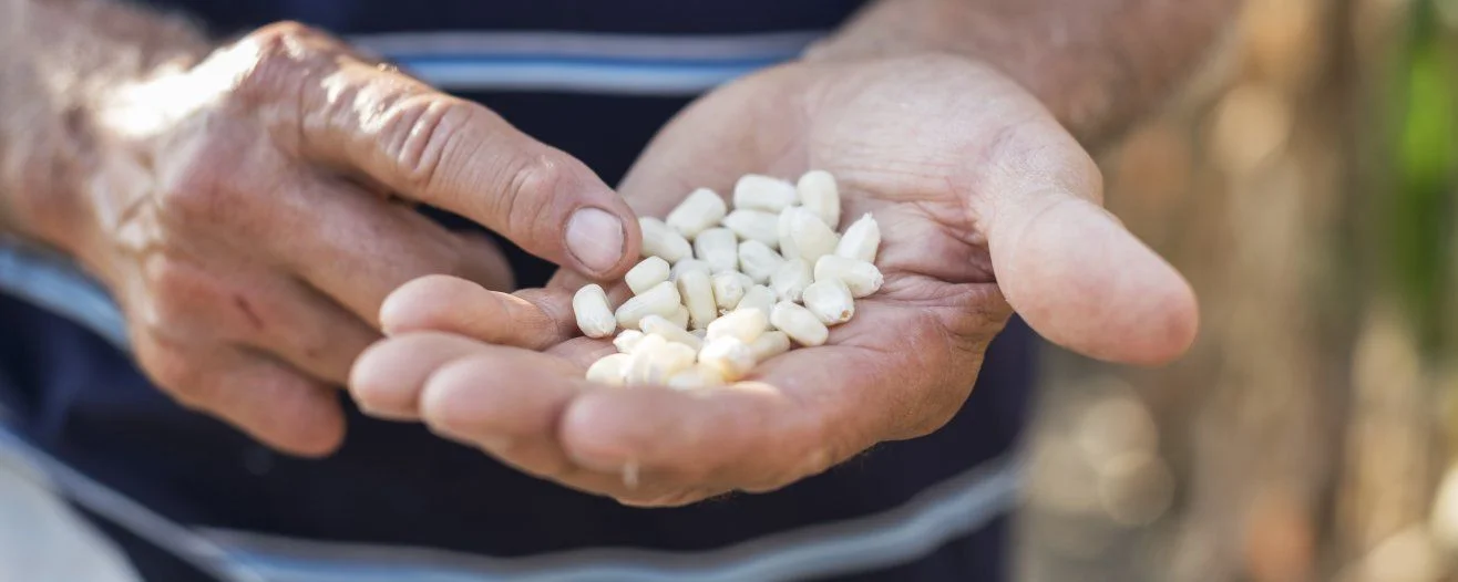 A pair of weathered hands holds several white seeds, with a blurred garden background