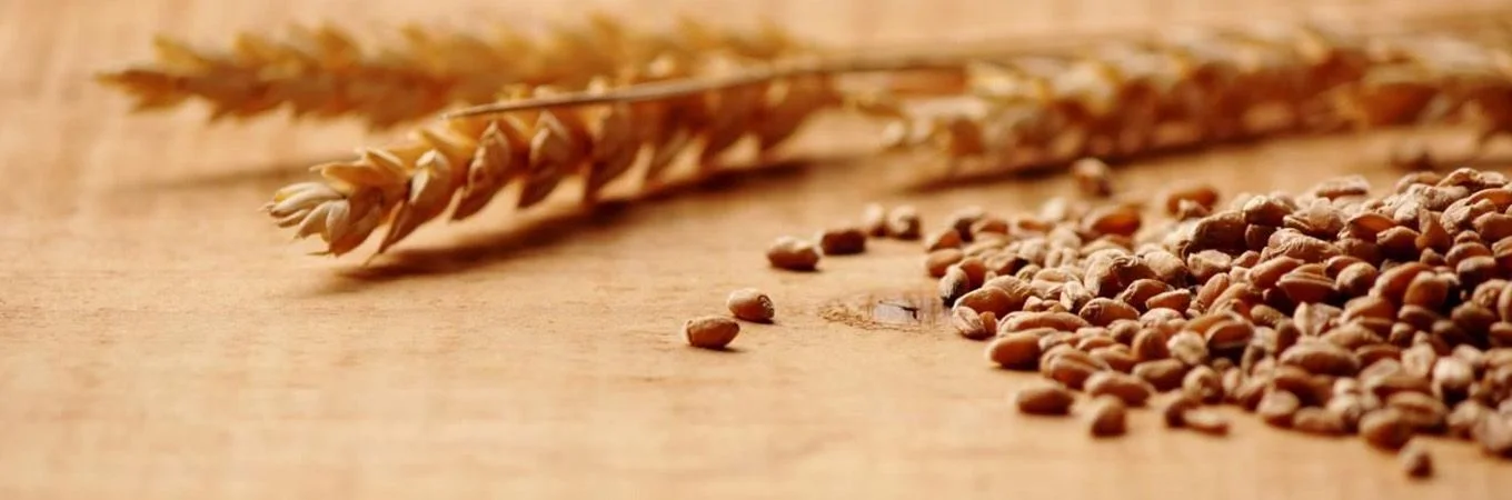 Dried wheat stalks and scattered grains lay on a wooden surface, highlighting the texture and color contrasts