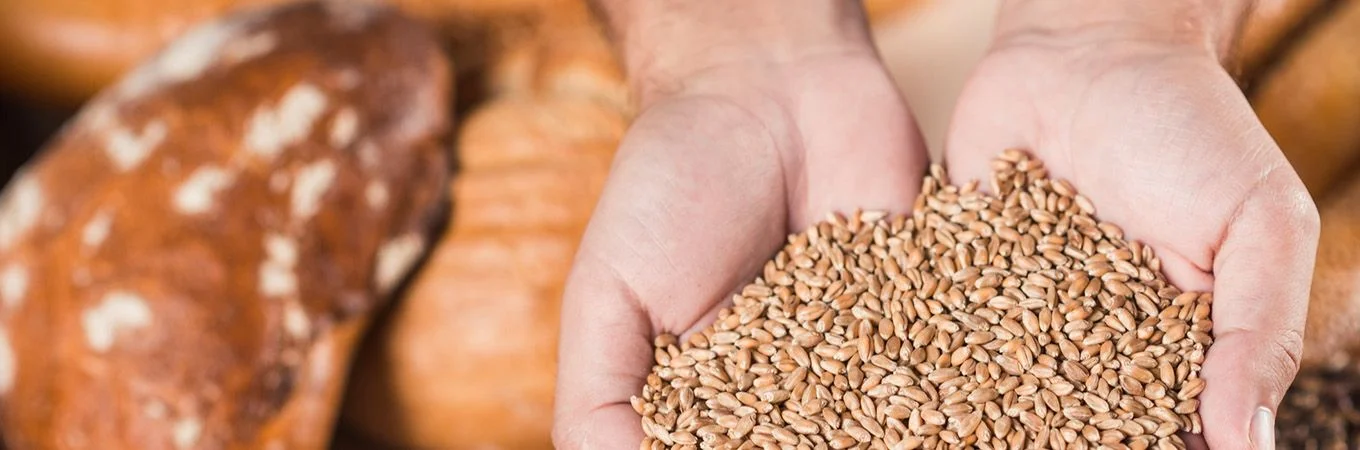 Two hands hold a generous scoop of wheat grains, with fresh loaves of bread in the background showcasing rustic textures