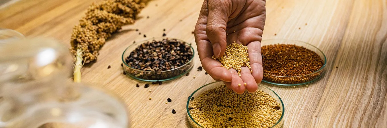 A hand holds a handful of yellow seeds above dishes containing various seeds, with a rustic wooden surface in the background
