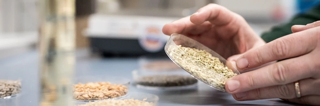 A hand examines a petri dish filled with light green seeds, surrounded by various other seed samples on a lab table