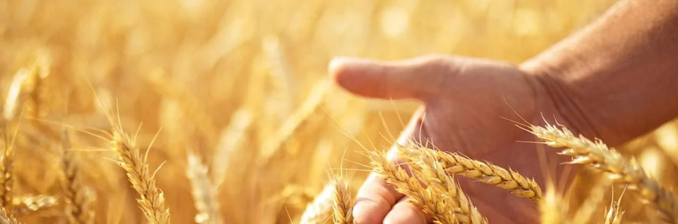 A hand gently holds ripe golden wheat in a sunlit field, showcasing the texture and colors of the harvest
